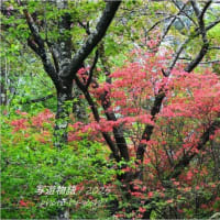 新緑と山ツツジ