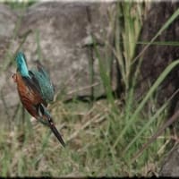 於大公園 ： 野鳥 ・ 翡翠 ・ カワセミ・・・フリー素材ブログ　カワセミ