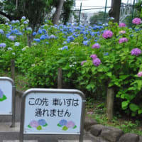 多摩川台公園あじさい園　　きれいな濃い色のべにがくあじさい　　5