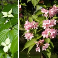 《 春の花便り④ 》　－まとめ(５月)－
