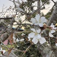 山桜の開花
