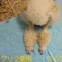 今日も蒸し暑さ半端ない～ ヽ(｀⌒´)ノ　ハラダのラスク　フロマージュ買ってみた＾＾