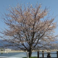 今年も塩吹池の桜