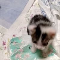こまちゃん保育園−子猫10匹