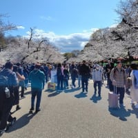 桜 in 東京
