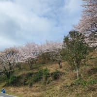 地区の桜山の草刈り