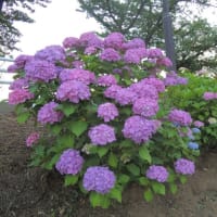 水元公園、蓮の花、アジサイ、花菖蒲きれい！