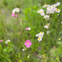 春の小さなお花たち