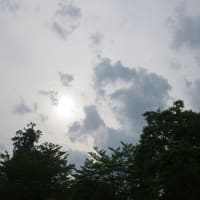 花の端境期の水林自然林には菌従属栄養植物などが（2025.6.8）#2 そして四季の里バラ園に
