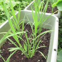 【隠居の家庭菜園　隠居米　06/28】