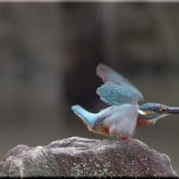 於大公園 ： 野鳥 ・ 翡翠 ・ カワセミ・・・フリー素材ブログ　カワセミ