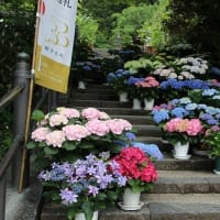 岡寺　あぢさゐ回廊