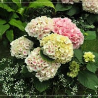 初夏の～あわじ花さじき～