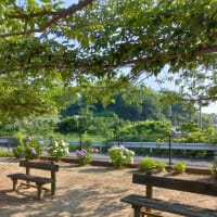 清和公園のアジサイ
