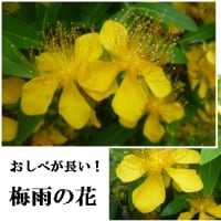 雄しべが　長い　黄金色の　梅雨の花