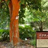 緑の京都植物園を歩く・・！！