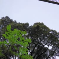 愛媛県大洲市、新谷町甲「和霊神社のツブラジイ３本」（市指定）です！！