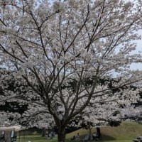 今年のサクラ