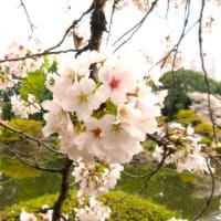 鮭と天むすのおにぎり？角煮も良いなあ♪