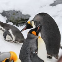 迷惑王ペンギン