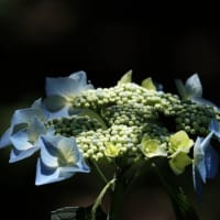 ボチボチ、紫陽花の季節へ。