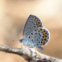 山野で見た蝶（１６）ミヤマシジミ