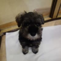 ミニチュアシュナウザーの子犬♡