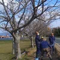 桜並木の保全活動ボランティア