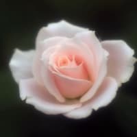 昔の写真・・・薔薇