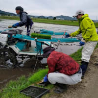 酒米の田植え