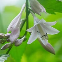 文月の庭に咲く花