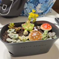 多肉植物パート２
