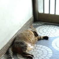 地方に備蓄米はあるのか