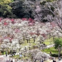大阪城　梅林（２０２５年３月７日）動画