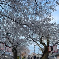 贅沢な花見