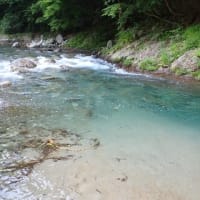 釣れ続ける日