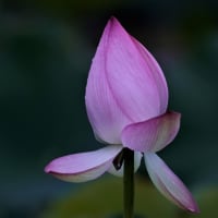 ハスの花が綺麗でした。