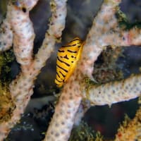 石橋最新生物事情2025/06/05[w/pics]