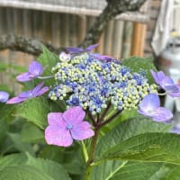 草を燃やそう　　心にたまったモヤモヤも一緒に