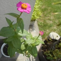 花それぞれの物語