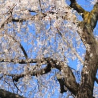 今年はムズかった(;´･ω･)