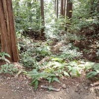 丸子城 駿河 その２ 　東海道を扼する規模が大きく城郭遺構がてんこ盛りの山城