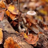 サルノコシカケ 桜の幹にサルノコシカケ科のキノコを見つけました。 #京都市