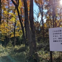 早稲田の杜ウォーキング