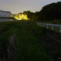 250607 顔は見覚え在り、名前出てこず！？ウオーキング距離にホタル出没スポット、妻と探訪！！