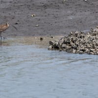 鳥見散歩：ダイシャクシギ、ミサゴ、オオヨシキリ