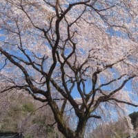 雲居寺のしだれ桜