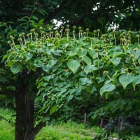 6月8日(日) 座り込みの前にヒト歩き
