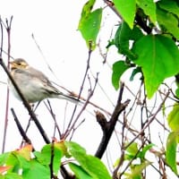 05/17探鳥記録写真：はまゆう公園の鳥たち（ウグイス、ホオジロ、ハクセキレイ、）