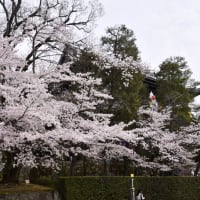 京都桜見物…その７知恩院山門の桜